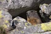 20050610_175538 Marmotta.jpg